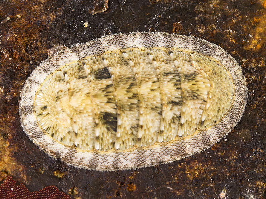 Chiton 03